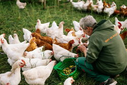 Eine Mitarbeiterin füttert die Hühner. Foto: Terra Naturkost Lukas Freitag.