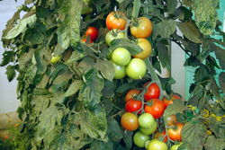 Viele Tomaten in Guben.
