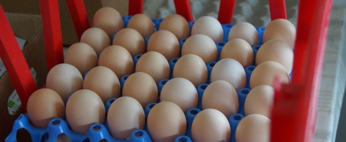 Fleißige Hühner = viele Eier.