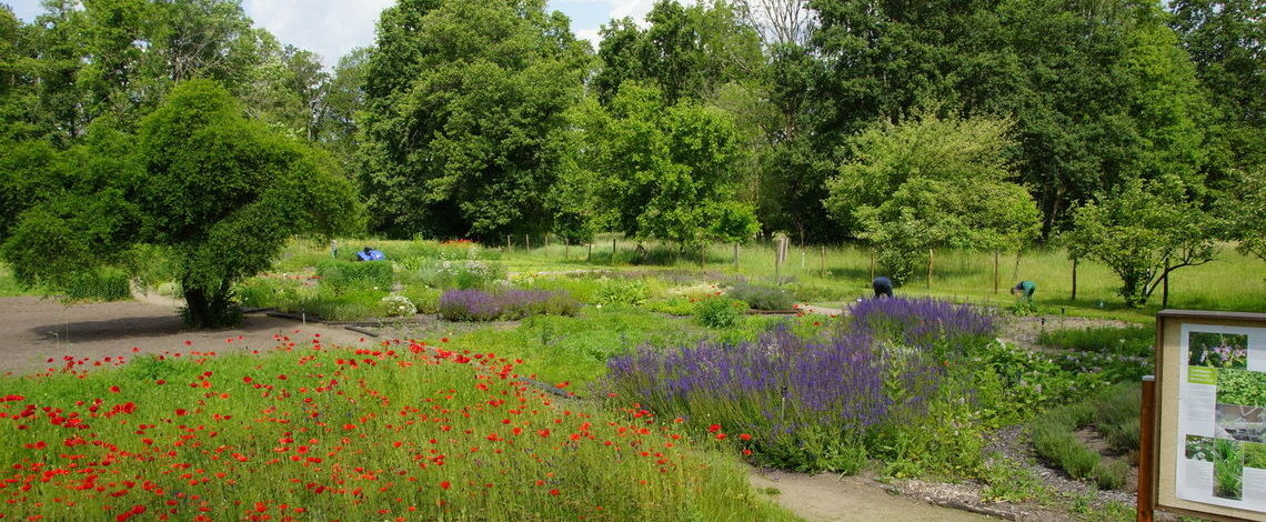 Blick in den Garten im Juni 2020.